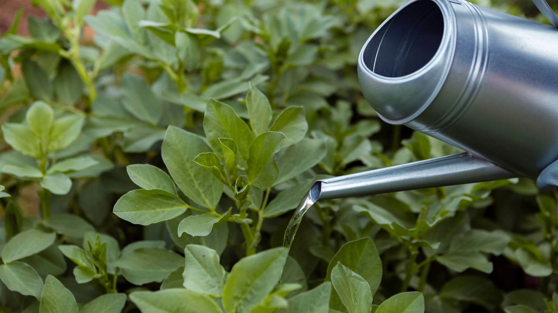 Agua para plantas